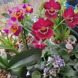 Meet your Posher, Genevieve h